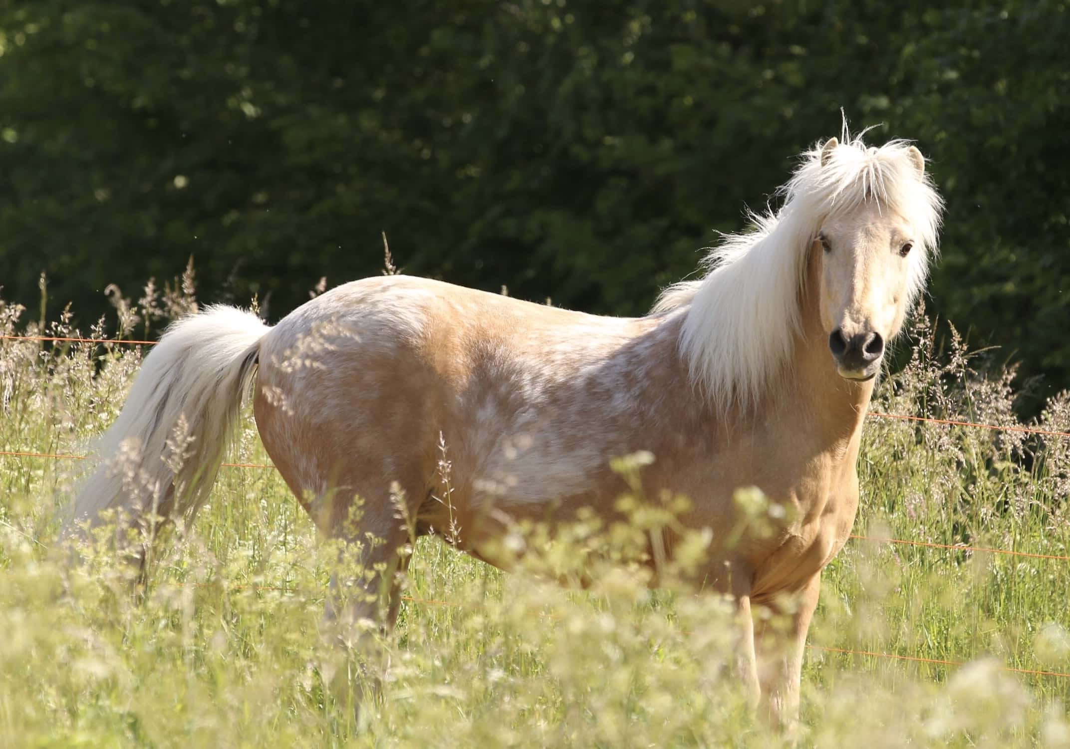 Découvrez le tölt et le cheval islandais, en balade en forêt de Saint-Germain !