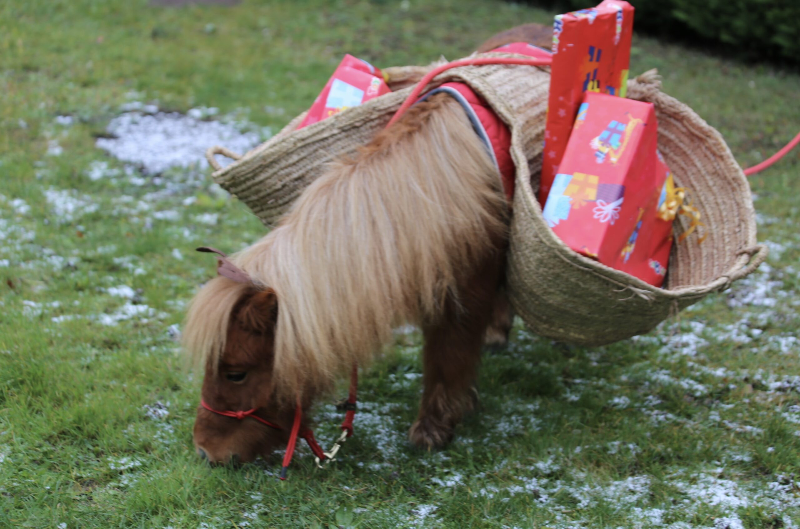 Offrez des bons cadeaux !