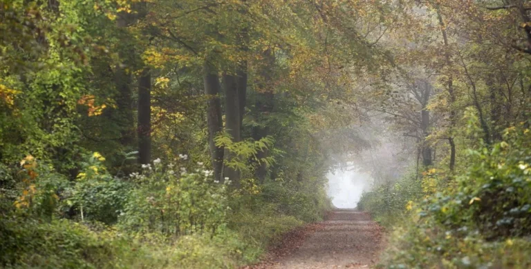 Forêt de Saint-Germain-en-Laye