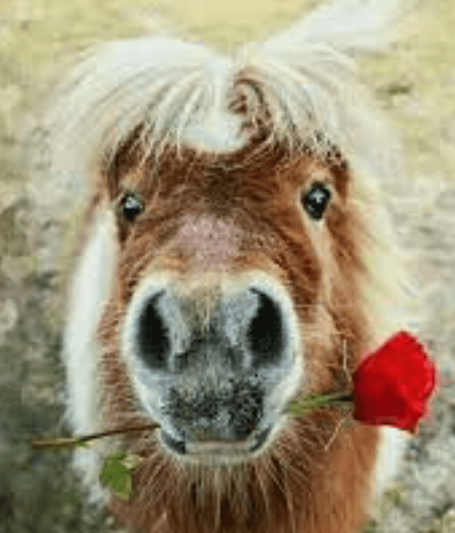 poney-rose