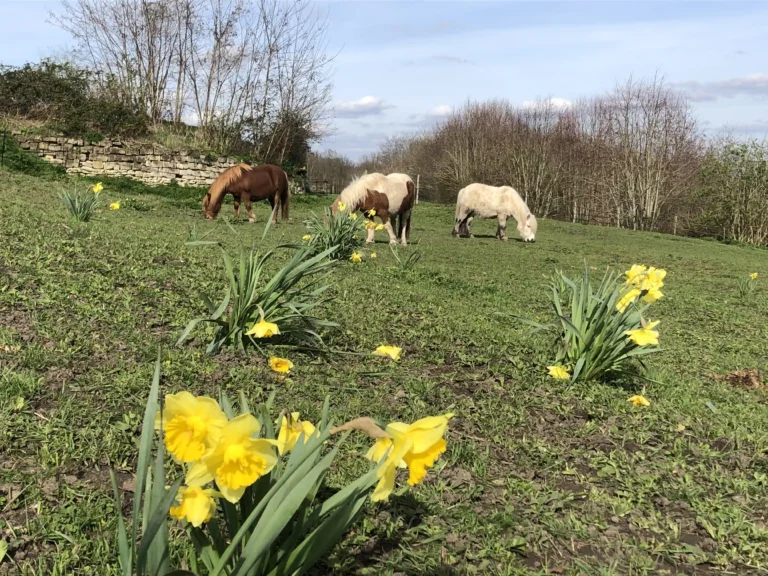 Poneys-et-Joncquilles